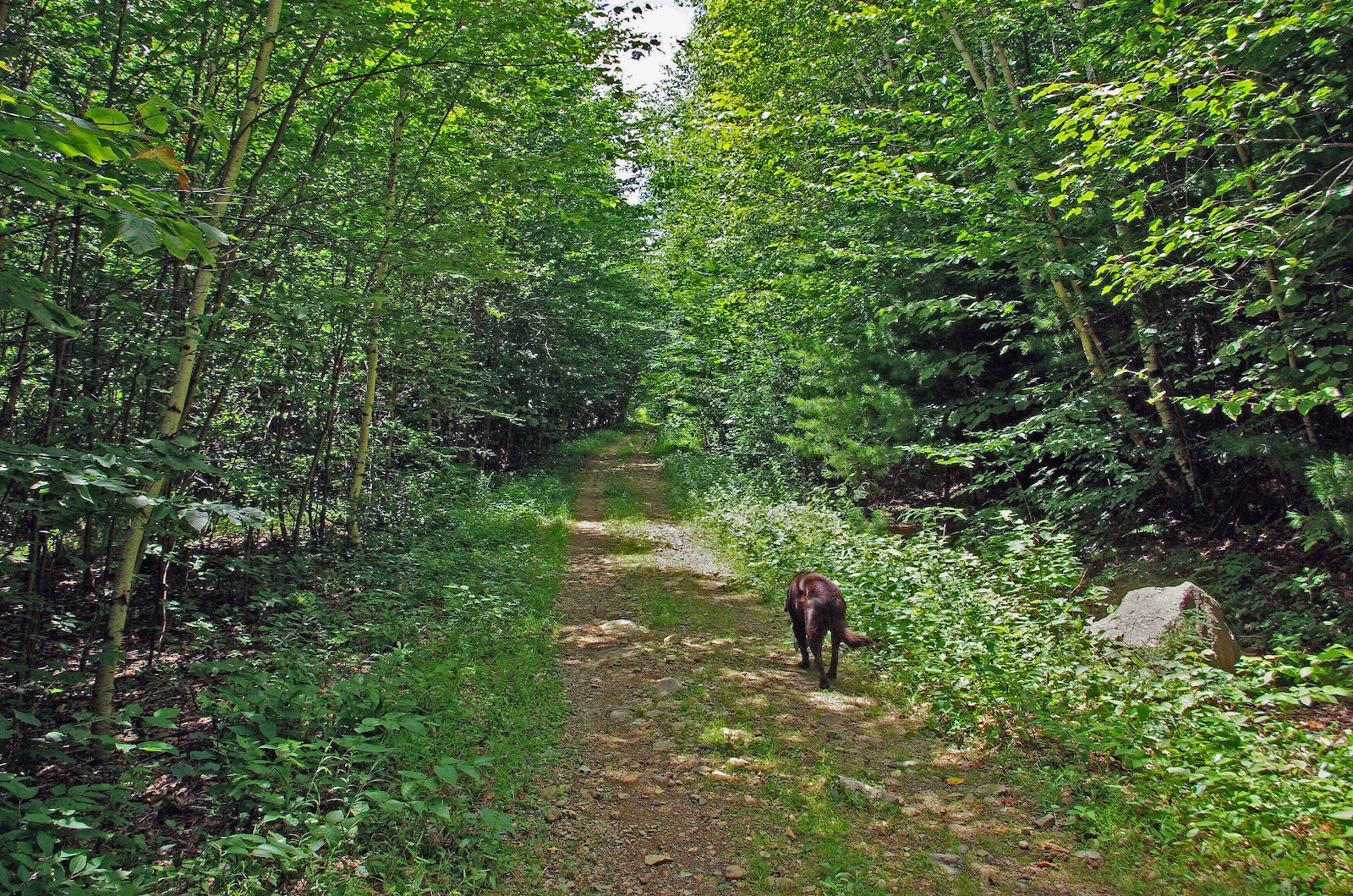 Hiking in Maine with Kelley 7/19/12 Round Top Mountain
