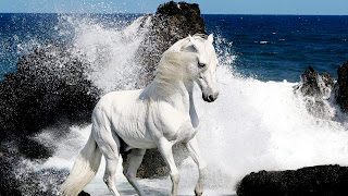 White Horse and Waves Seeside HD Wallpaper