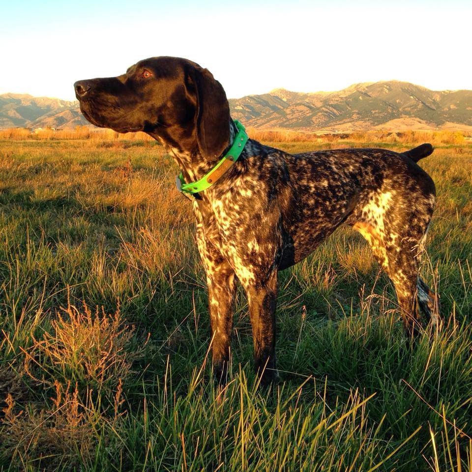 Adventures of a GSP Hunting Dog These Mountain Grouse Don't Stand a Chance