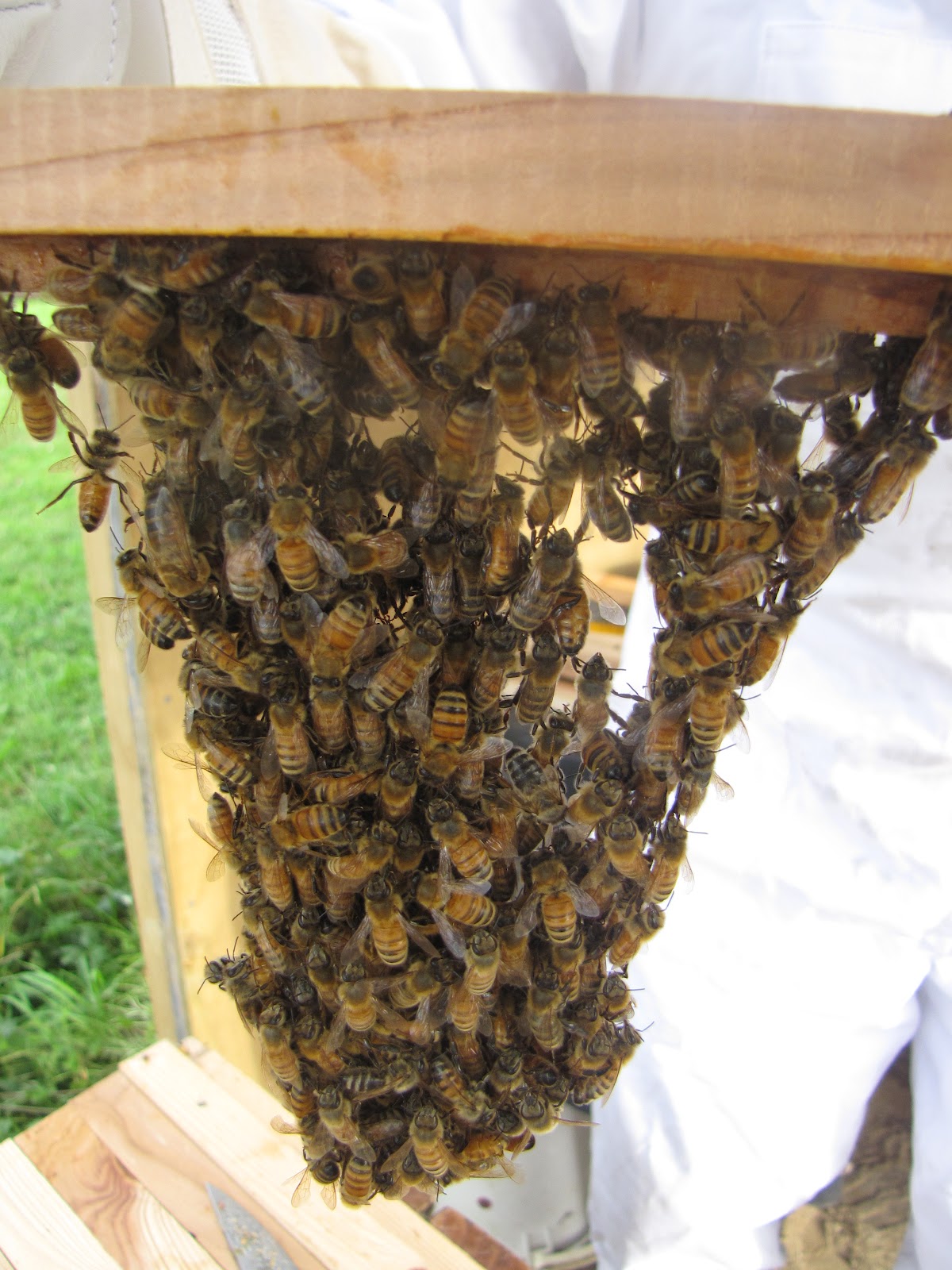 Big Bees