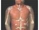 SIMULATORE CORPO UMANO IN 3D