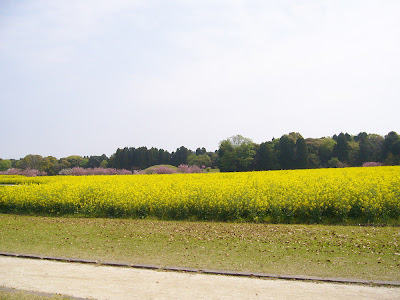 宮崎県・西都原古墳群の桜と菜の花