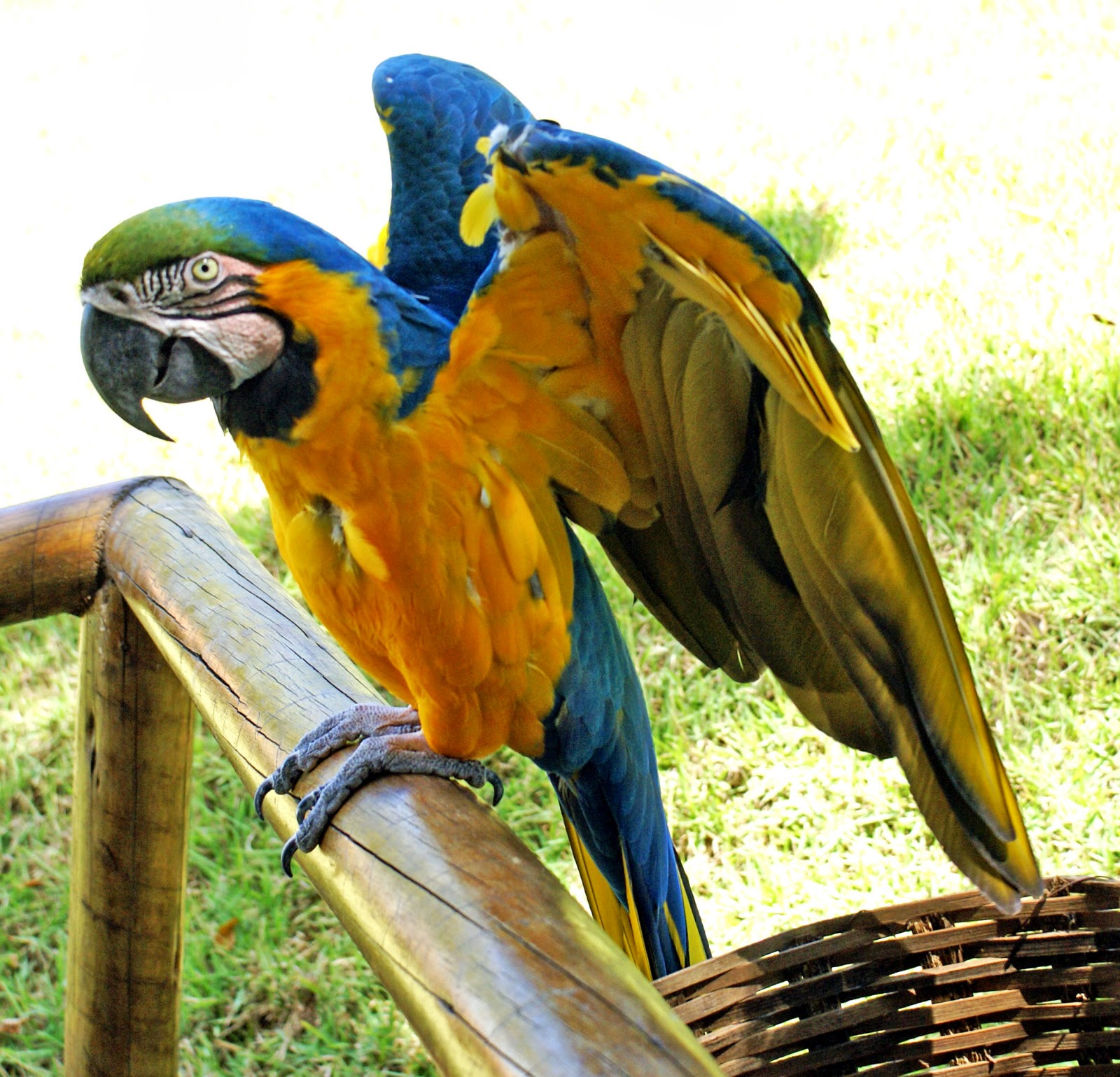 Gambar Burung Beo | Dunia Binatang