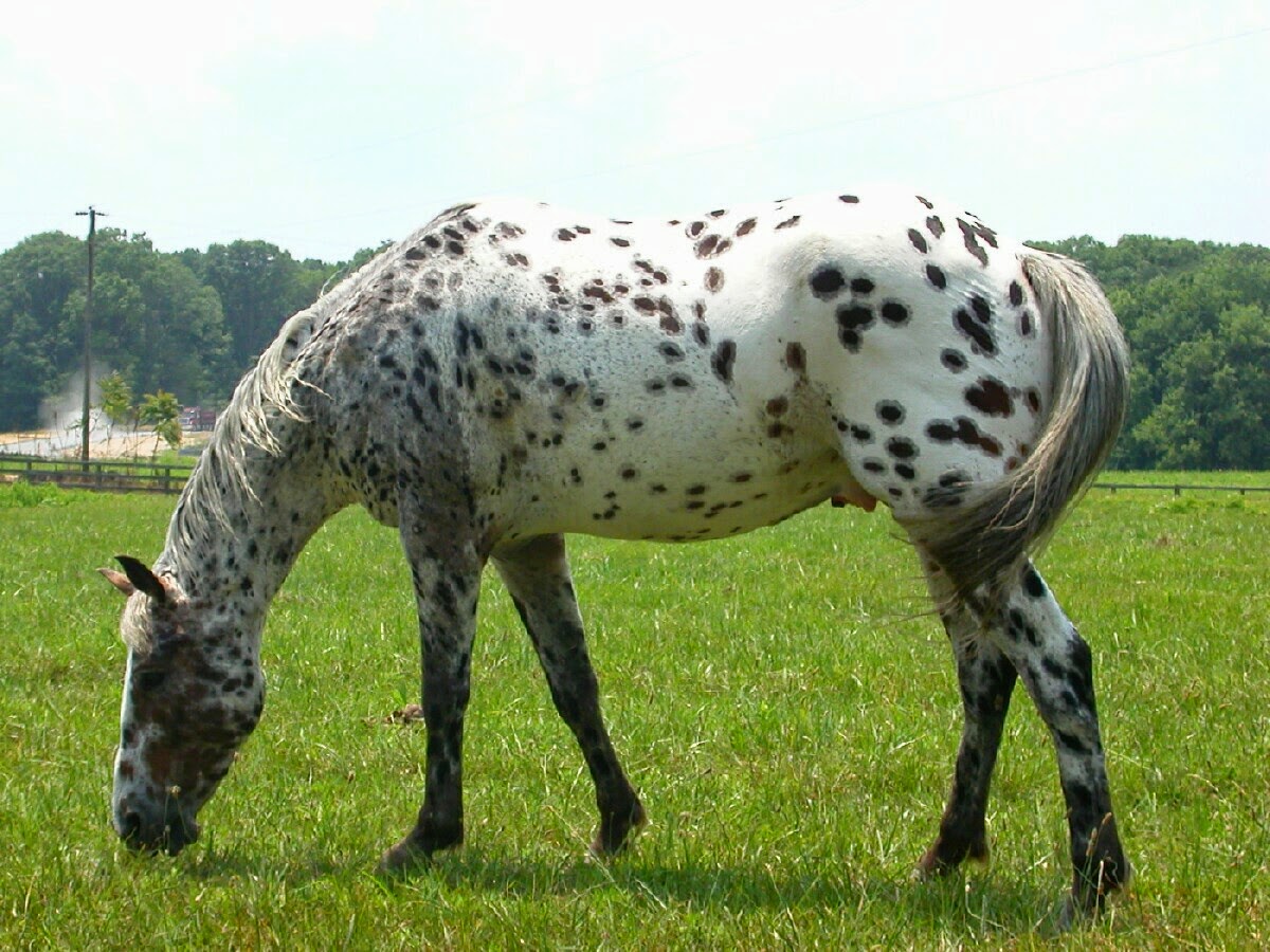 Appaloosa horse - Indian breed raised by Native Americans - EQUISHOP  Equestrian Shop