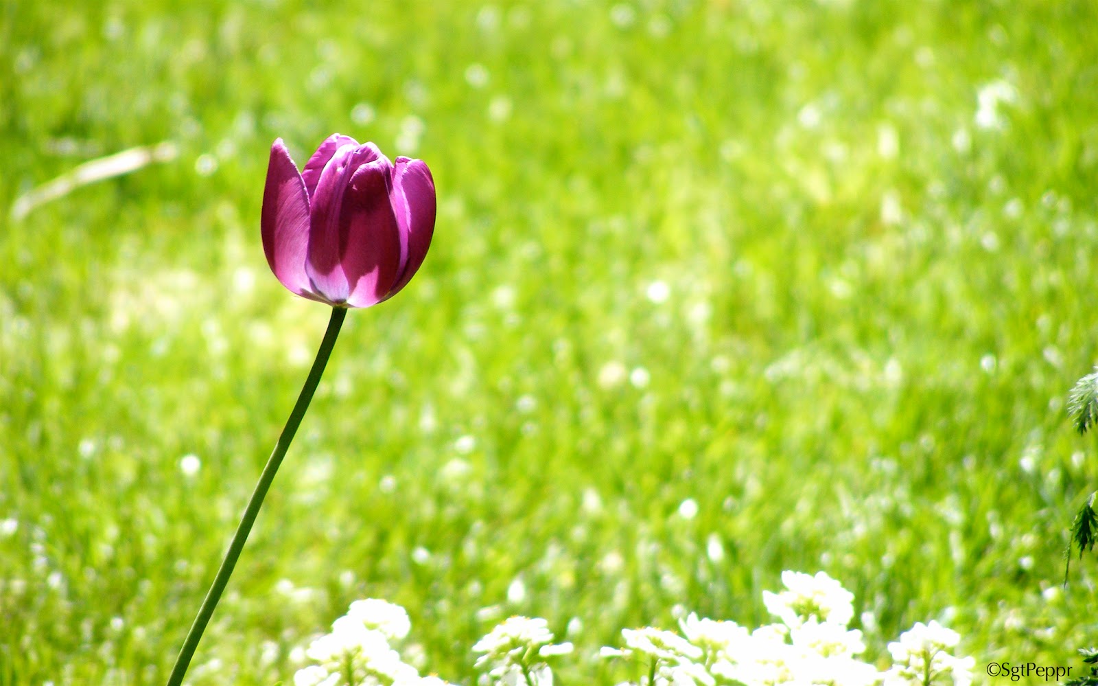 Lonely Flowers I'm So Lonely...