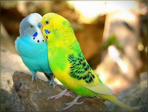 can lovebirds eat nuts