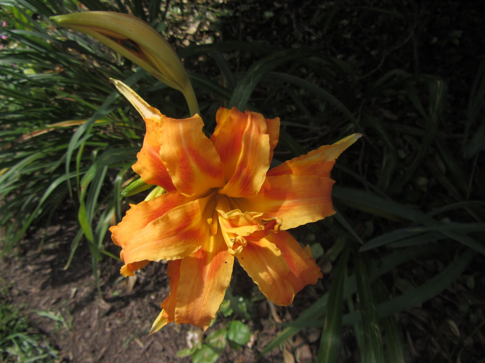 Frugal For You How to Cook Daylilies Poor Man's Asparagus