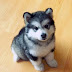 Pomsky Puppies For Sale Pomsky Puppies For Sale