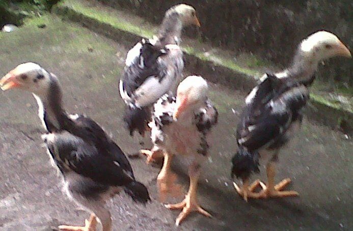 100 Gambar Ayam Umur 1 Bulan Paling Keren 100 Gambar Ayam Umur 1 Bulan Paling Keren