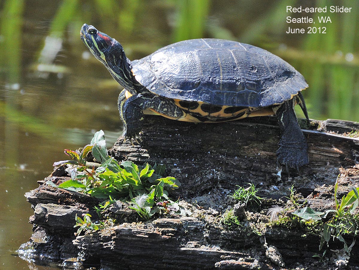 Northwest Nature Notes PACIFIC NORTHWEST TURTLES
