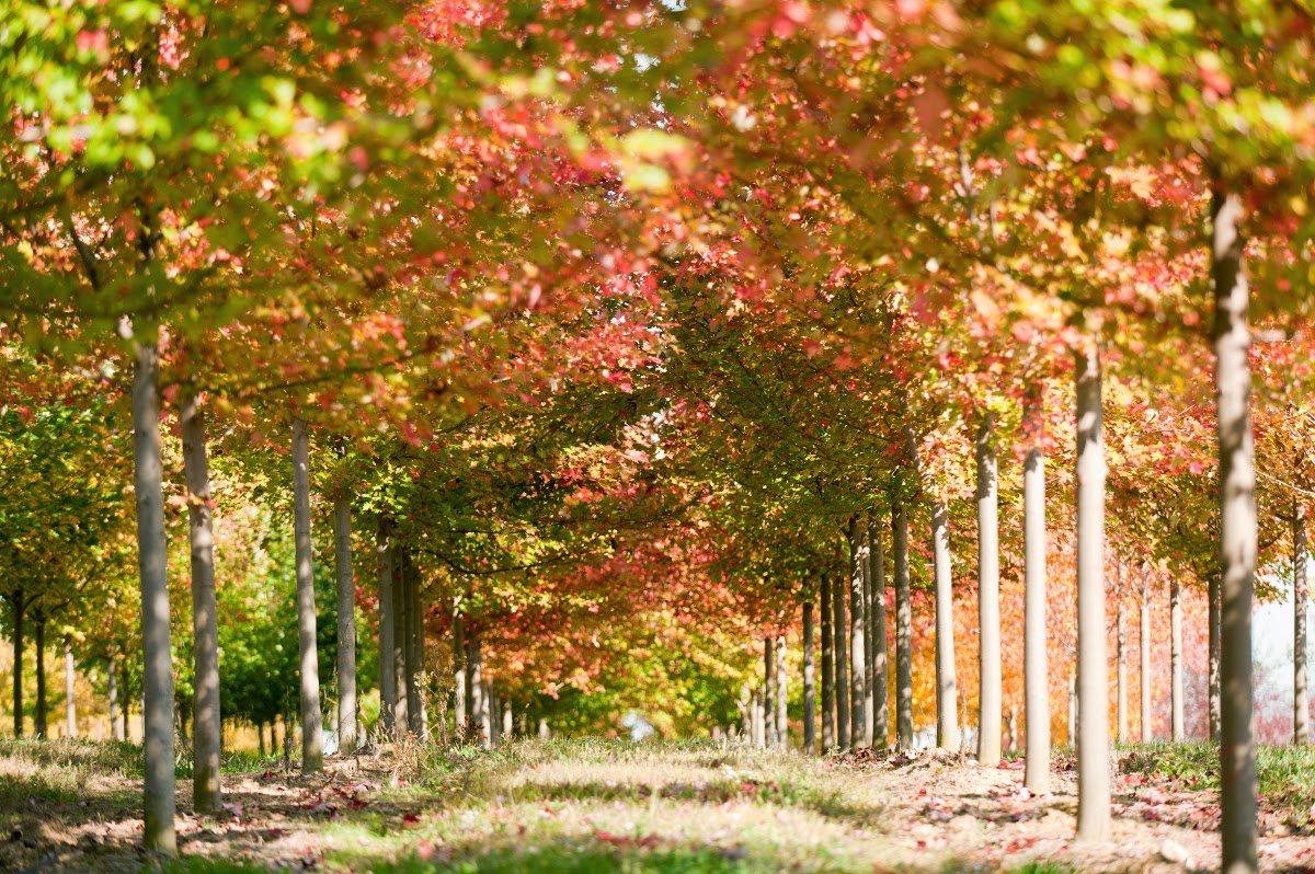 The Garden Plot 10 Best Trees for Brilliant Fall Color