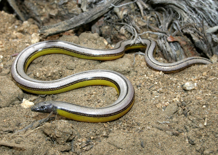 Baja California Legless Lizard Reptiles World