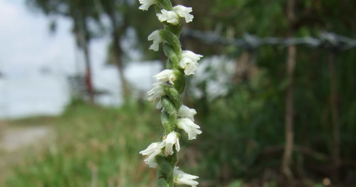 A blog dedicated to Nepali orchids HOW MANY ORCHIDS ARE FOUND IN NEPAL?