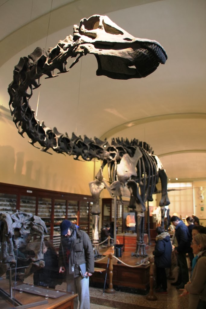 Tra le Nuvole e il Deserto Il Museo di Paleontologia di Bologna