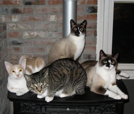 Four Cats Four Cats