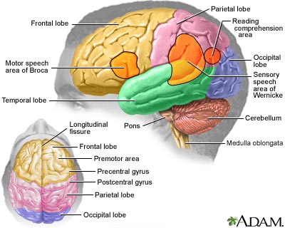 brain dysfunction Because different areas of the brain control specific functions, the location of brain damage determines the type of dysfunction that results parts of the brain which side of the brain is affected is also important because the functions of the two halves of the cerebrum (cerebral hemispheres) are not identical. brain dysfunction Because different areas of the brain control specific functions, the location of brain damage determines the type of dysfunction that results parts of the brain which side of the brain is affected is also important because the functions of the two halves of the cerebrum (cerebral hemispheres) are not identical.