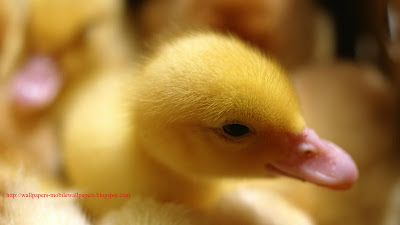 Yellow Baby Duck HQ Rare Wallpapers