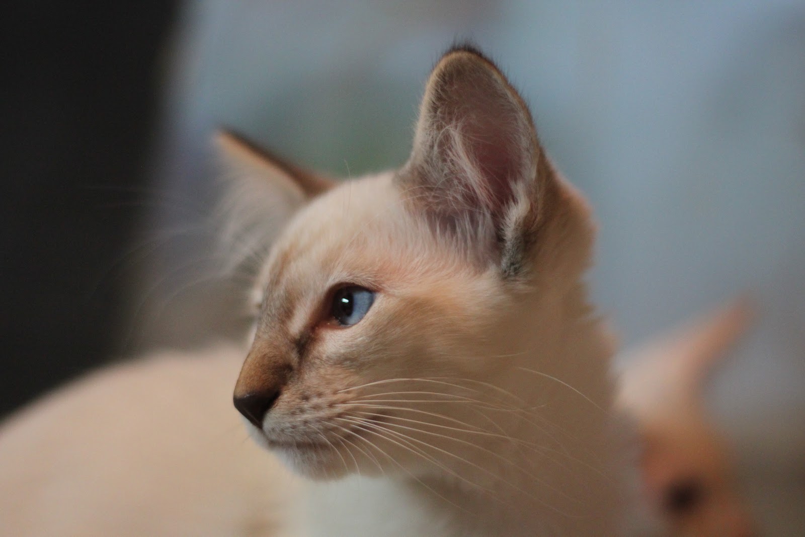 Balinese Cat персиковая фото