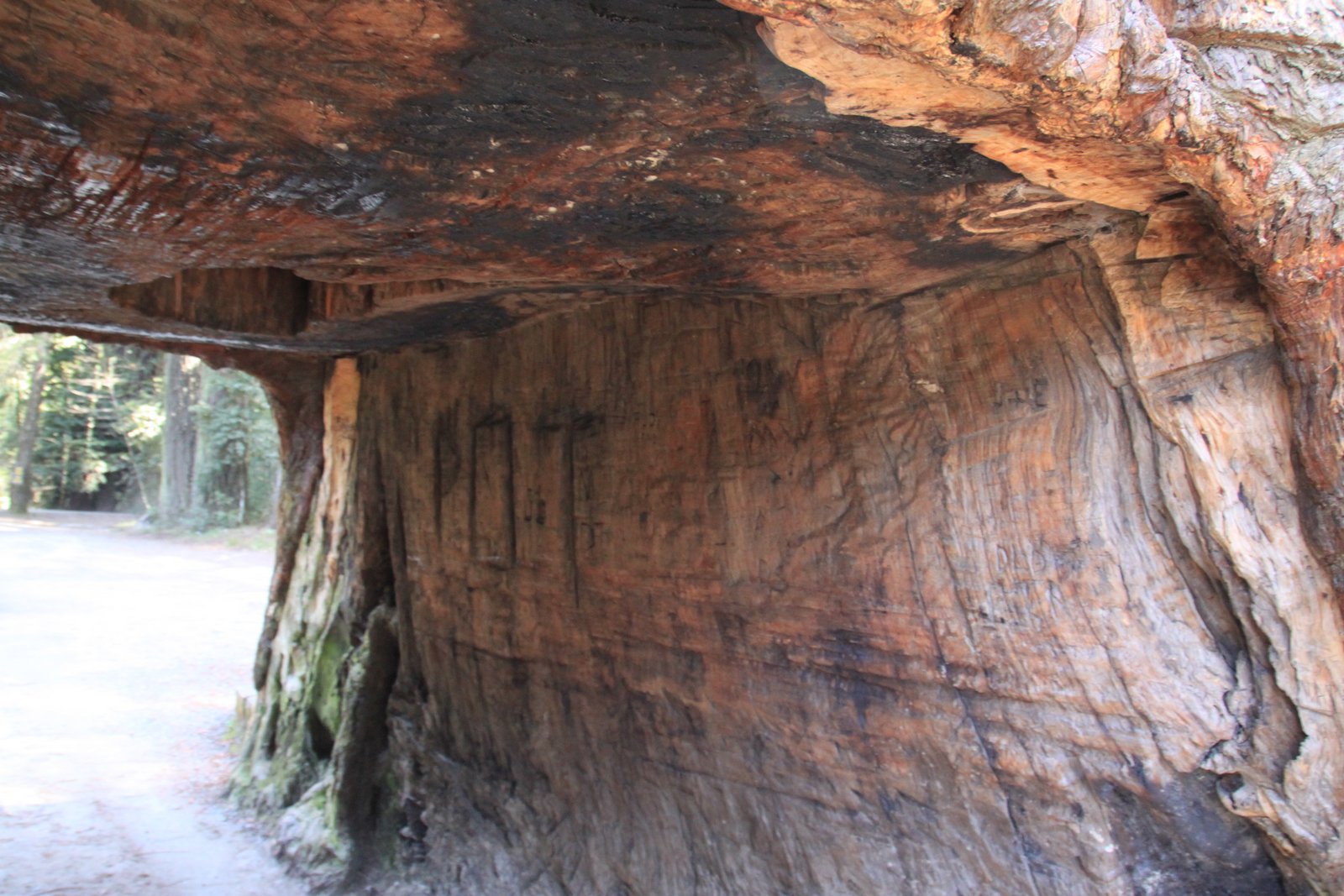 OUR TRAVEL JOURNAL Chandelier Drivethru Tree Underwood Park Est
