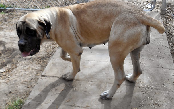 free animal adoption day