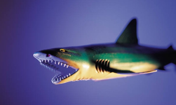 Ancestors Of Sharks