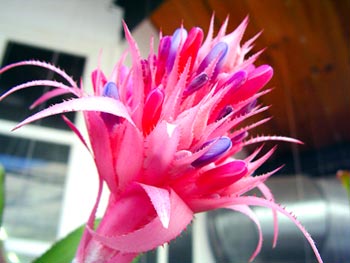 Las Bromelias del Jardín Botánico