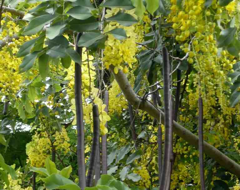 PlantWerkz Golden Shower Tree Cassia Fistula