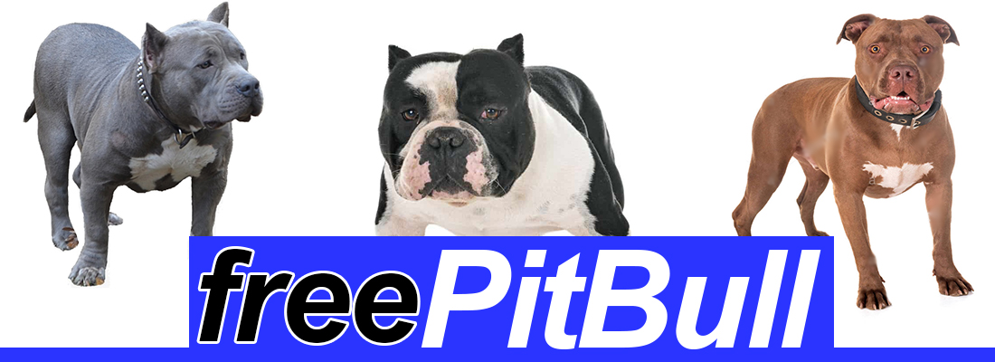 Featured image of post Pitbull Fino A Quando Cresce 2 american pit bull terrier e pit bull sono o non sono sinonimi