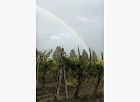 Vineyards in Orvieto, Umbria