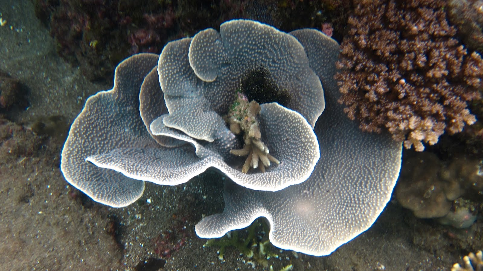 Pétales de corail