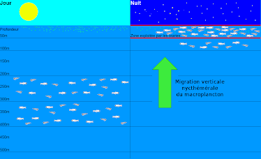 Zooplankton migration