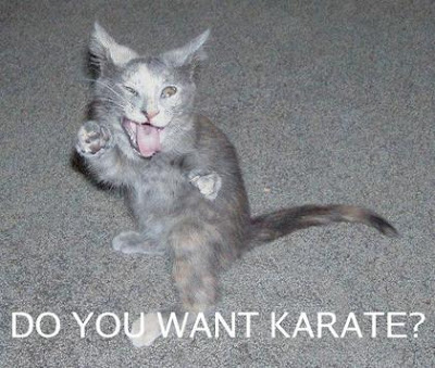 Funny Cat Pictures
