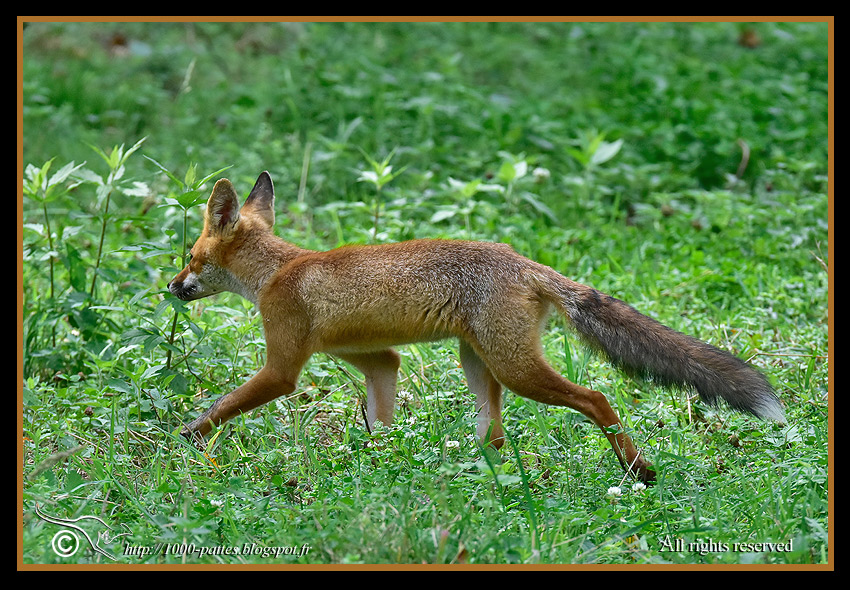 Vulpes vulpes - http://1000-pattes.blogspot.com/