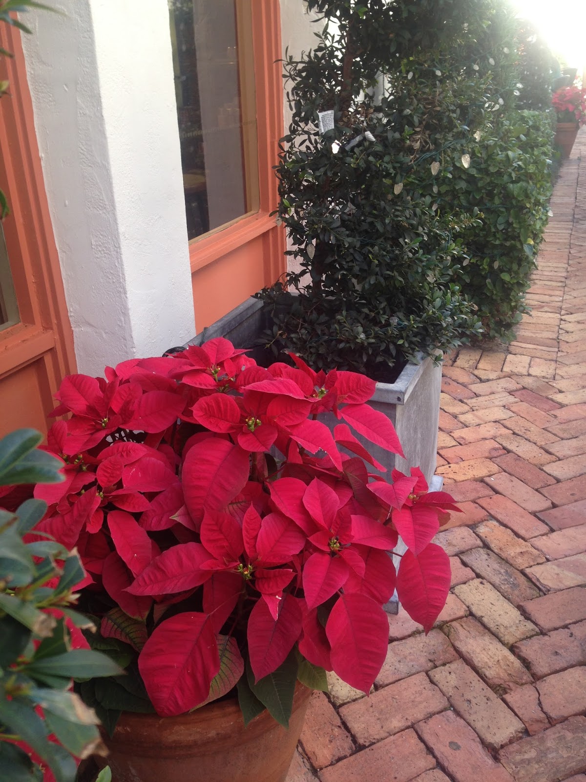 Amy's Creative Pursuits Fall Flowers in Winter Park, Florida