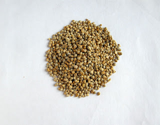 Sorghum Seed