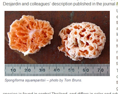 海綿寶寶 蘑菇 - 海綿寶寶