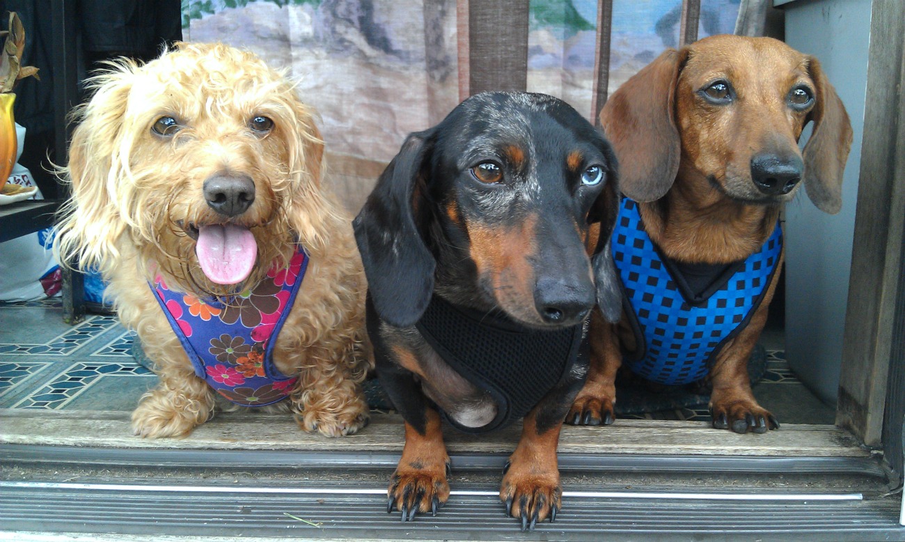My Three Doxsons Basic Dachshund Equipment The Harness