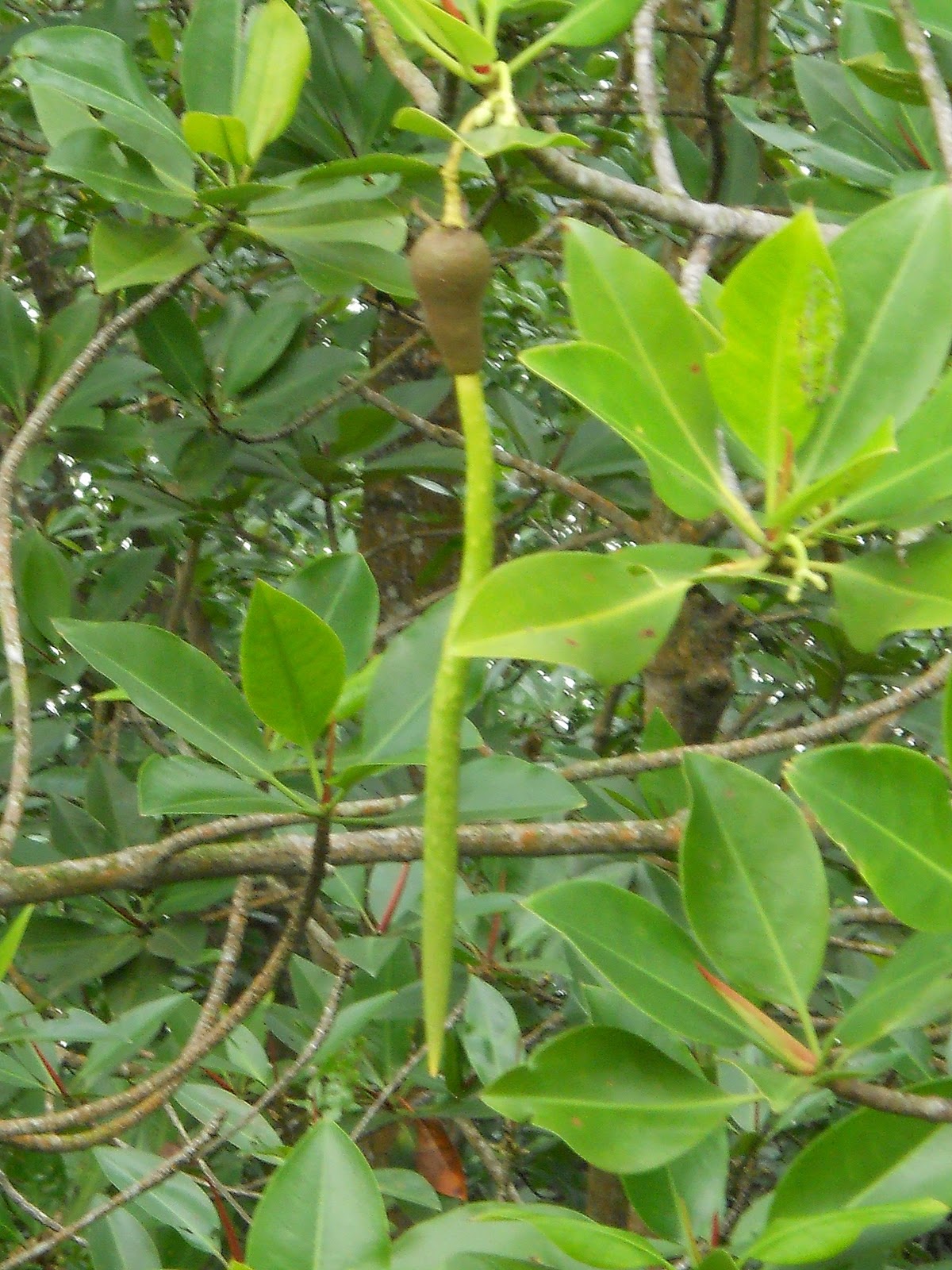 Adaptations of Mangrove Trees