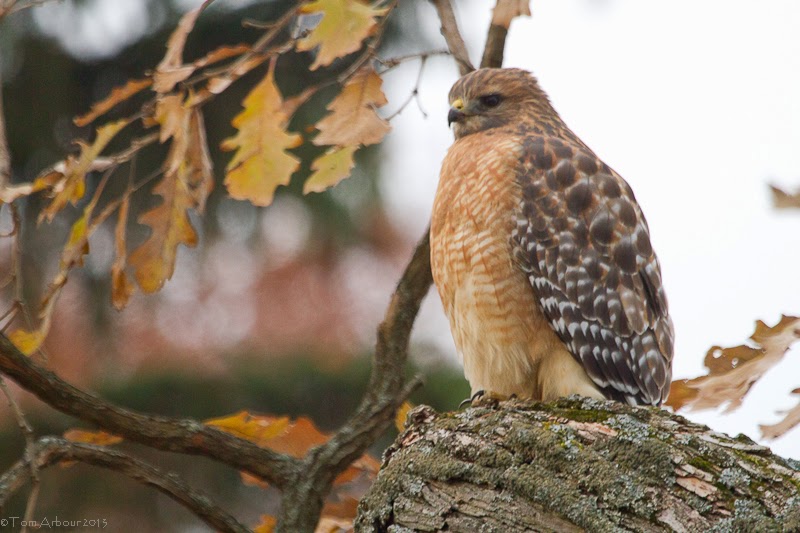 the ohio nature blog suburban red shouldered hawks the ohio nature blog suburban red shouldered hawks