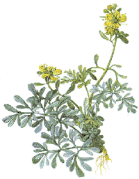 Arruda, Rufa graveolens Arruda, Rufa graveolens