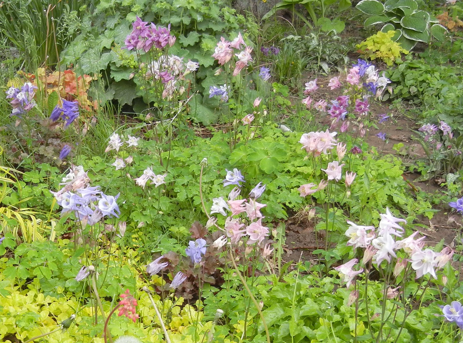 Photographing Flowers Plants that Reseed