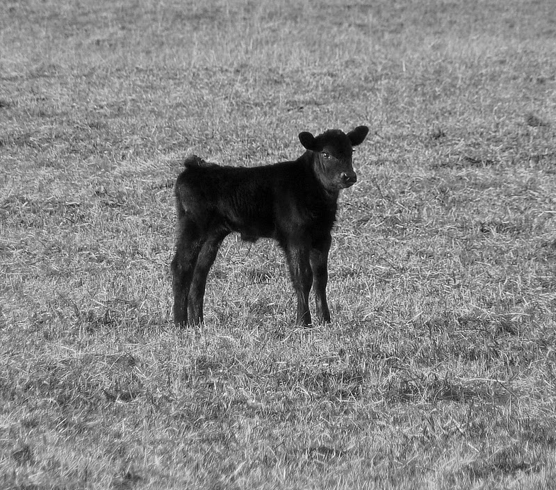 Bob's Misanthropic Adventures Git Along Little Dogie...