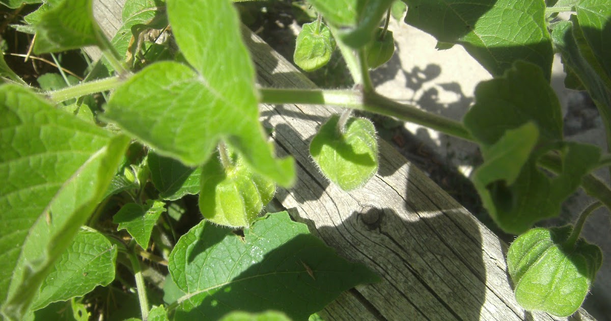 The Green Mommy More Backyard Edibles Wild Tomatillos