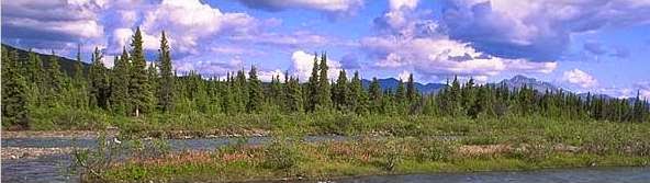 El bosque boreal
