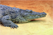 COCODRILO crocodylidae Georges Léopold Chrétien Frédéric Dagobert Cuvier, .