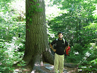 big crow lake algonquin provincial giant white pine trail