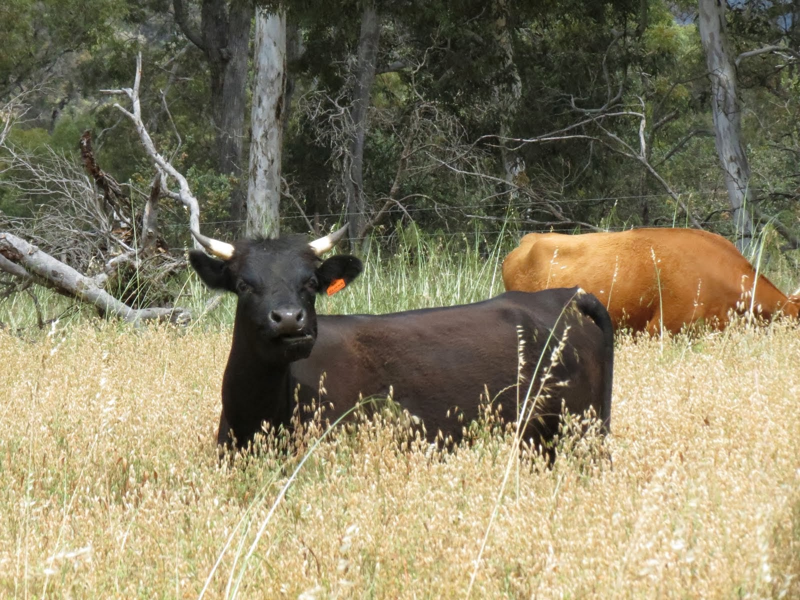 Happy as a Cow in Oats