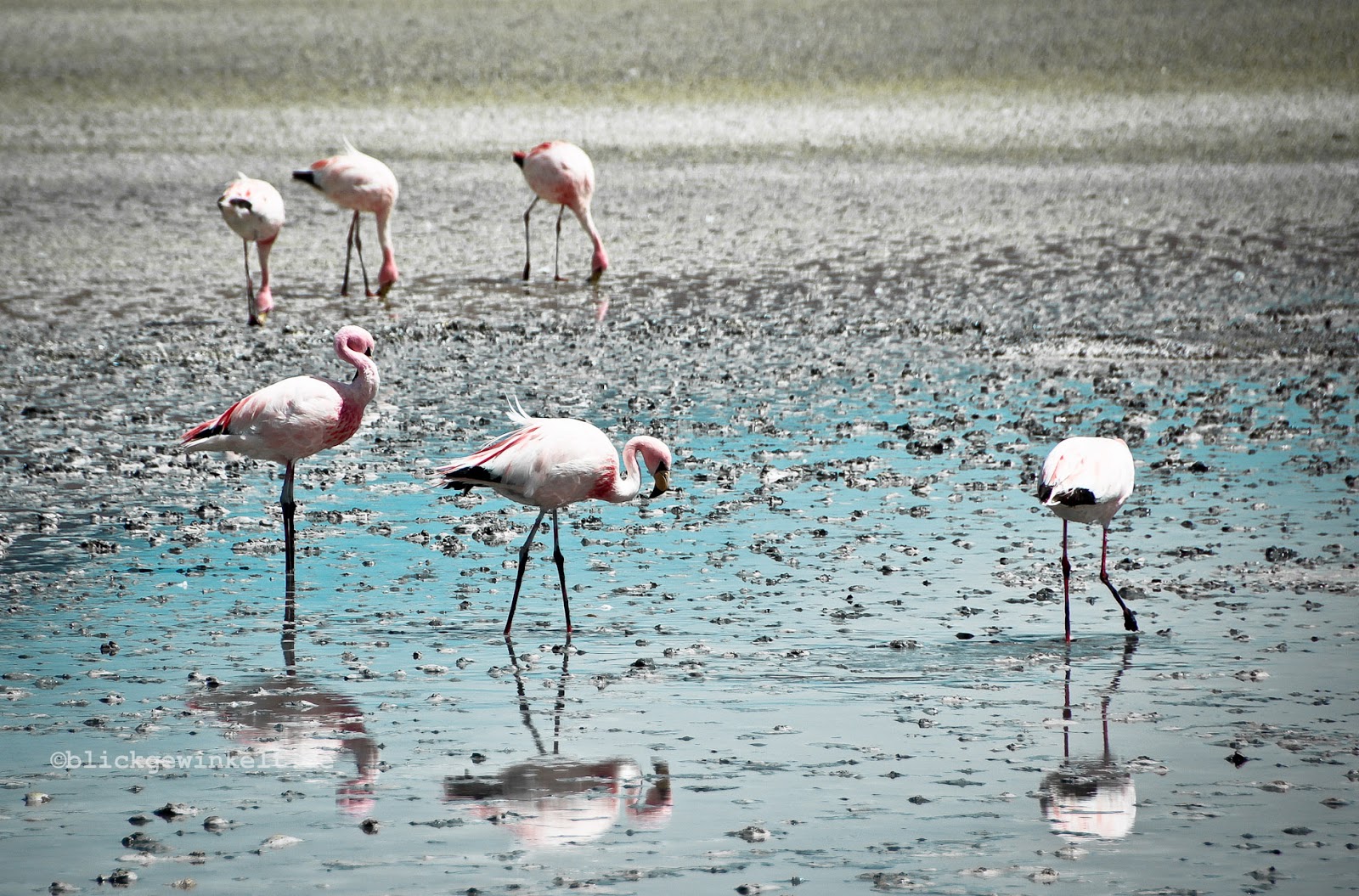 Flamingo, Bolivien, Altiplano, Laguna 