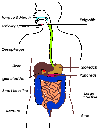 IB Help Centre : Notes on IB Biology SL - Digestion