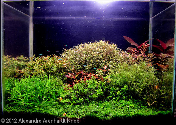 AGA - Alexandre Arenhardi Knov Aquatic Garden AGA - Alexandre Arenhardi Knov Aquatic Garden